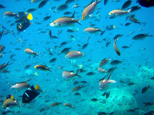 underwater-fishes-hd-image-galapagos-snorkeling